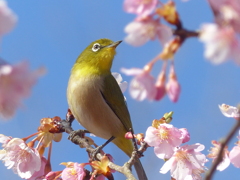春の里山で5(河津桜とメジロ5)