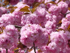 春の花9(八重桜9)
