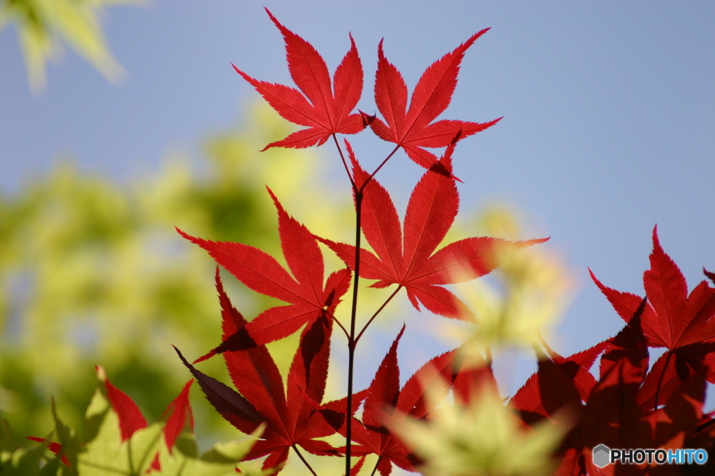 春紅葉