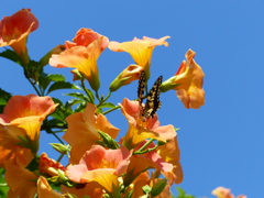 夏の花7