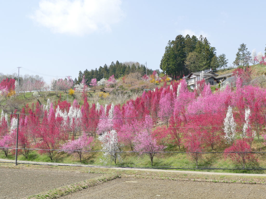 花もも