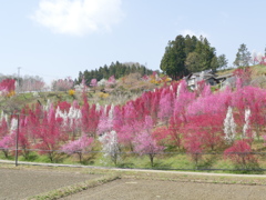 花もも