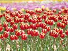 春19(チューリップ畑で1）