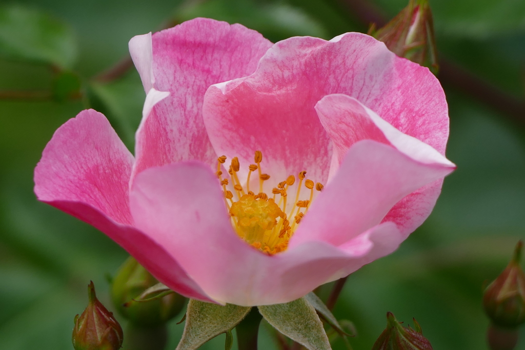 花畑で