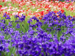 ポピーの咲く公園で