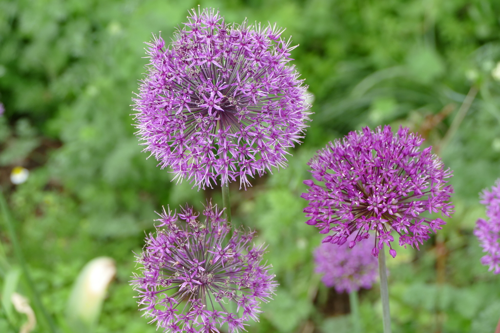 春の花畑で