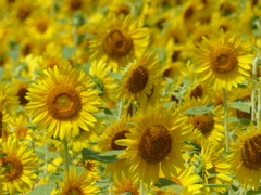 夏に咲く花