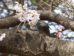 春の里山で