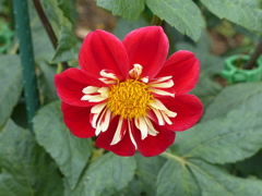 初夏の花