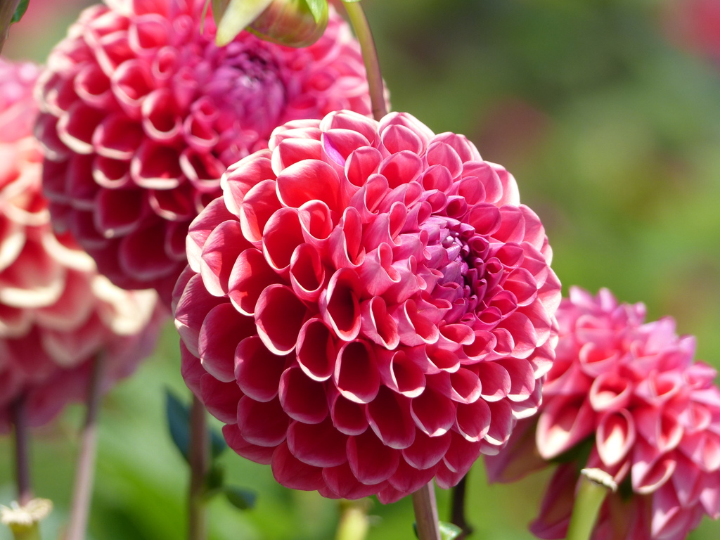 夏の花6 (ダリア)