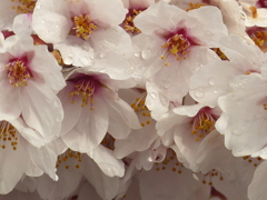 雪桜