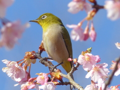 春の里山で6(河津桜とメジロ6)