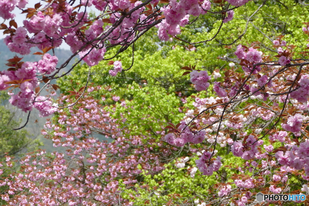 八重桜の咲く道を散歩して