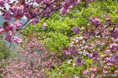 八重桜の咲く道を散歩して