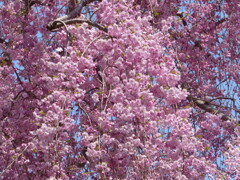 枝垂桜