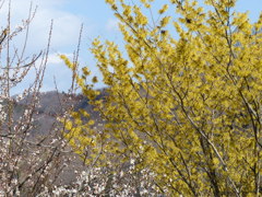 花見山