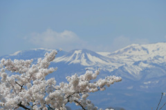 花見山 