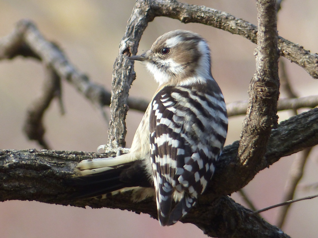 冬の里山で13(コゲラ)