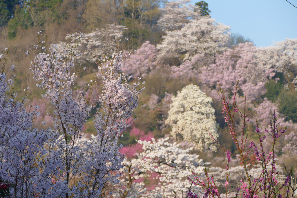 早朝の花見山