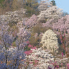 早朝の花見山