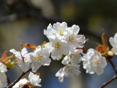 春12(春の花5)