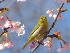 春の里山で6(河津桜とメジロ6)