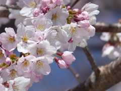 春の花