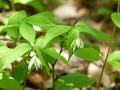 新緑の里山で1(チゴユリ)