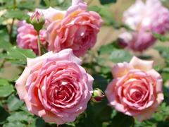 春の花16(バラ6)