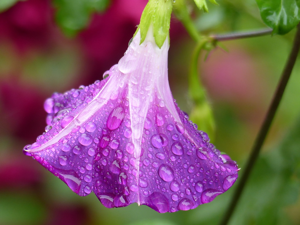 秋雨の庭で