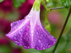 秋雨の庭で