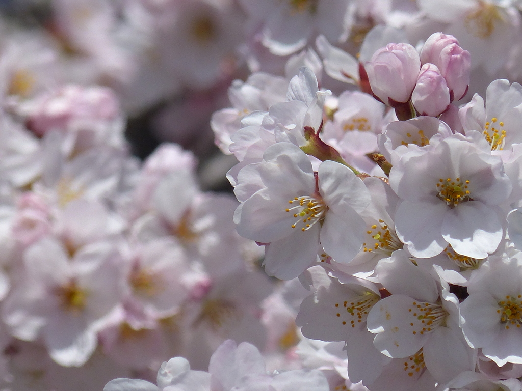 桜