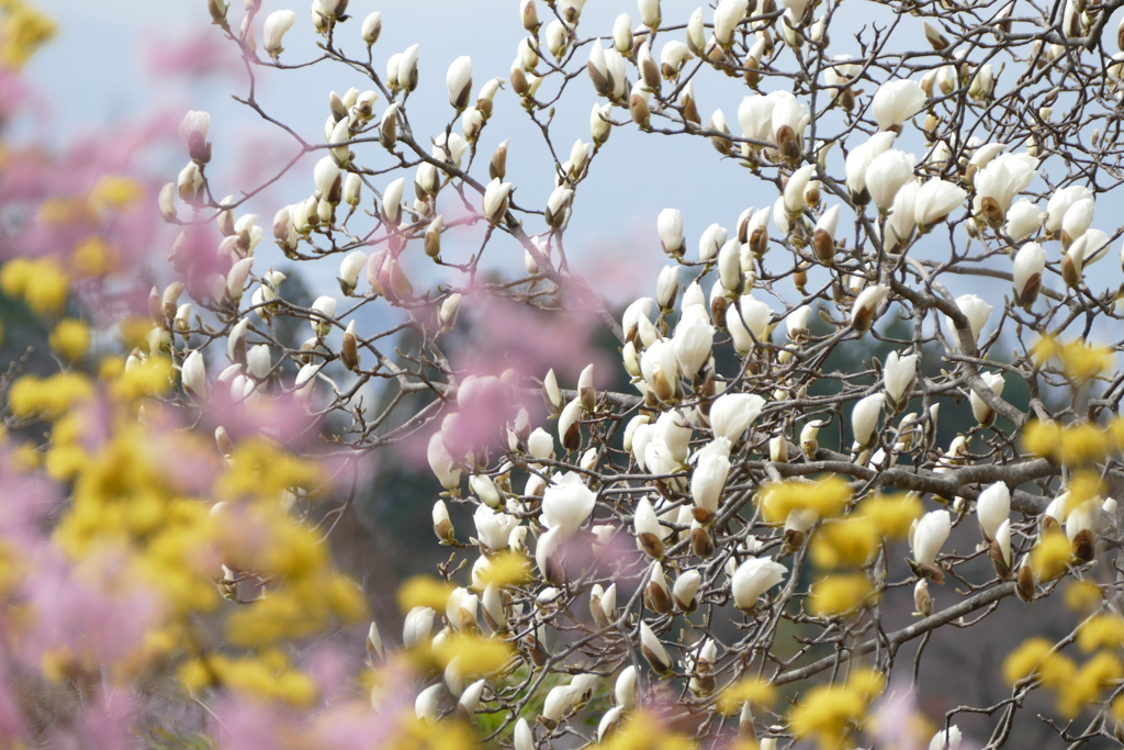 今日のべっぴんさん。
