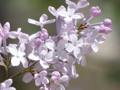 春の花