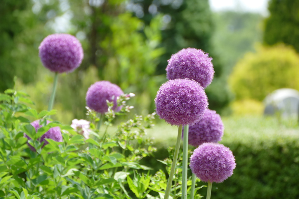 花畑で