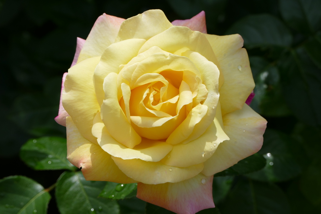 雨上がりのバラ園で