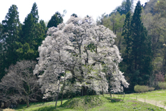 駒ザクラ