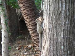 冬の里山のリス2