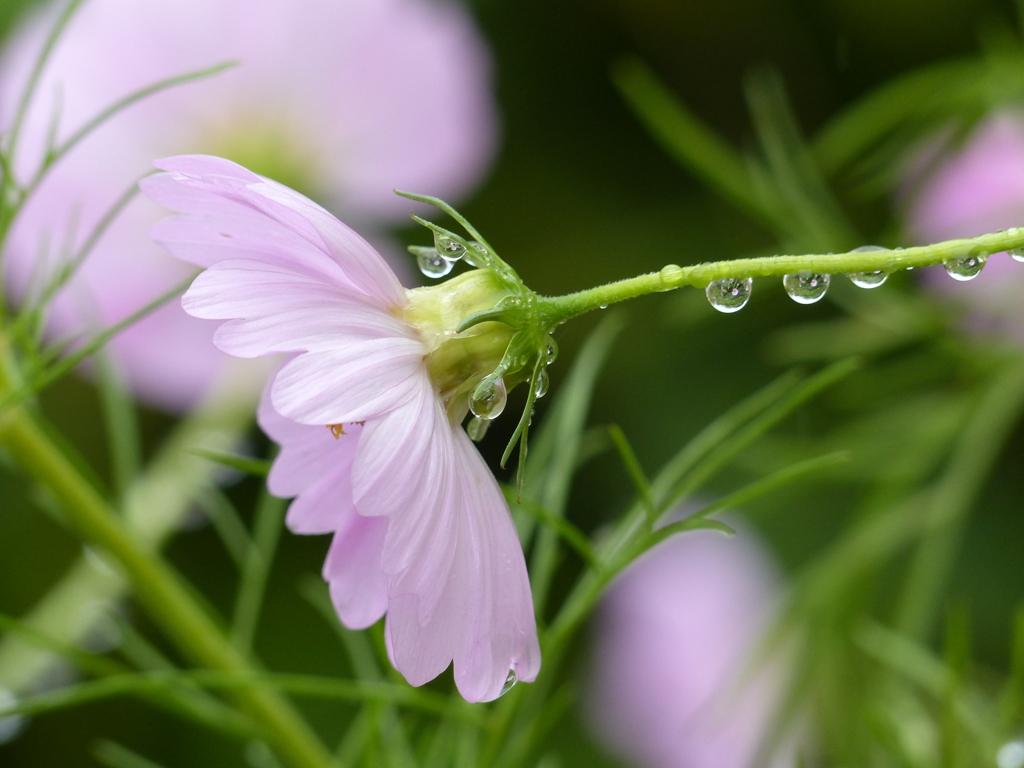 秋雨の庭で