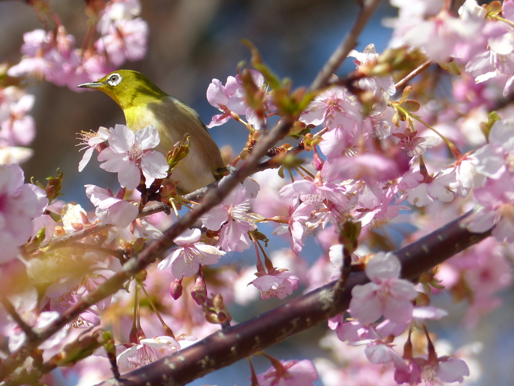 メジロ と桜