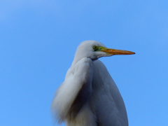 ダイサギ