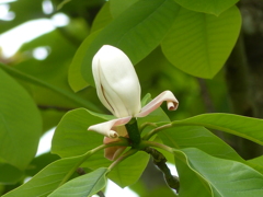 朴ノ木の花