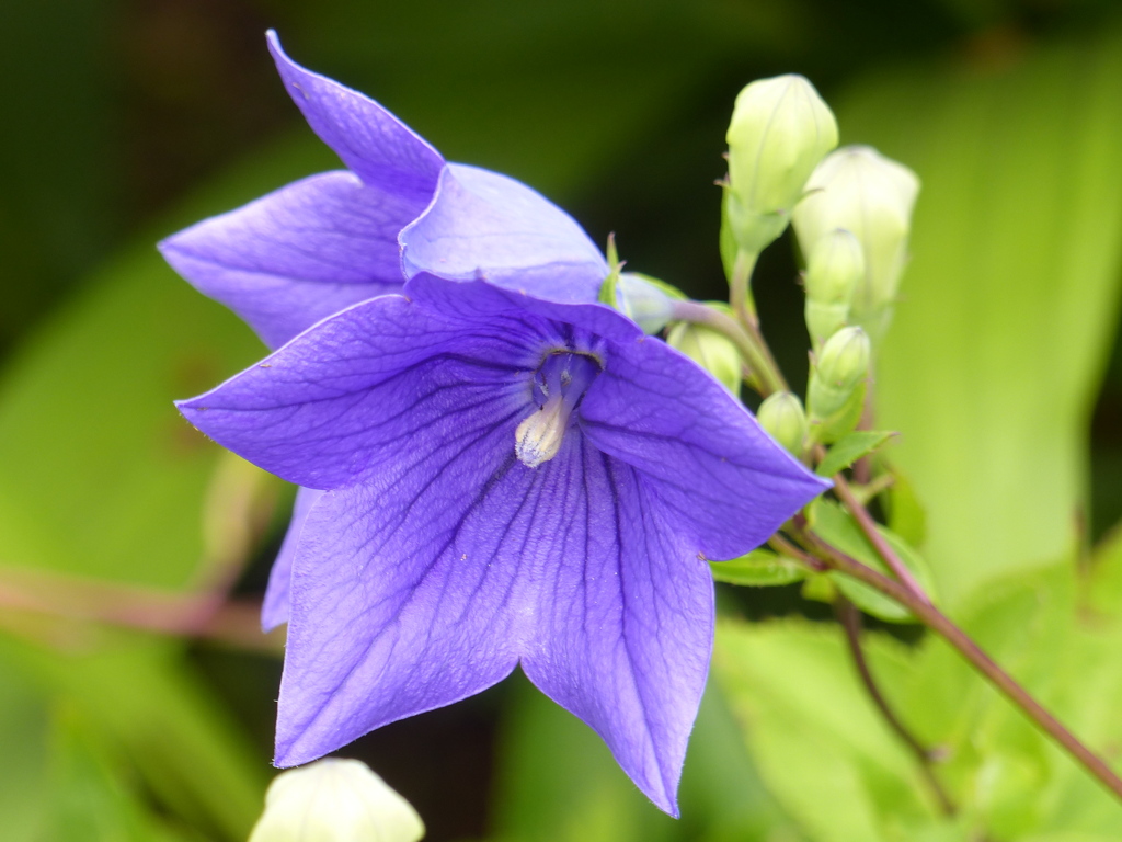 夏の花