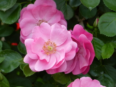 春の花(バラ6)