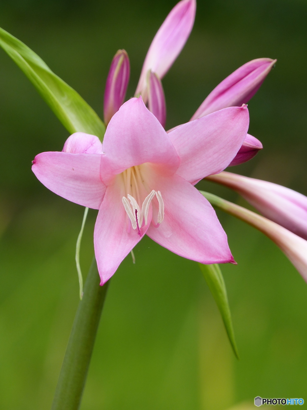 ピンクの花