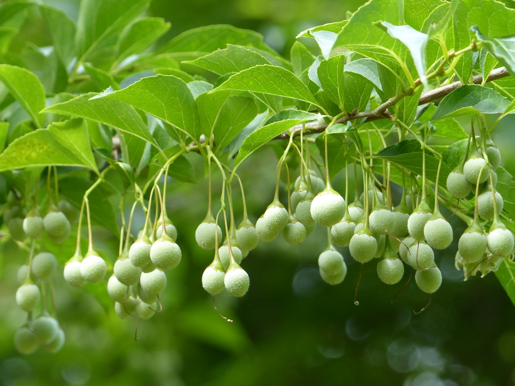 夏の里山で8(エゴの実)