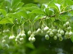 夏の里山で8(エゴの実)