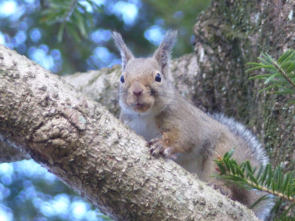 冬の里山で4(リス2)