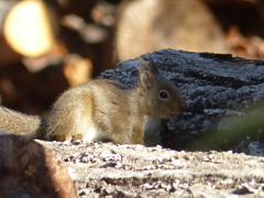 冬の里山で9(リス4)