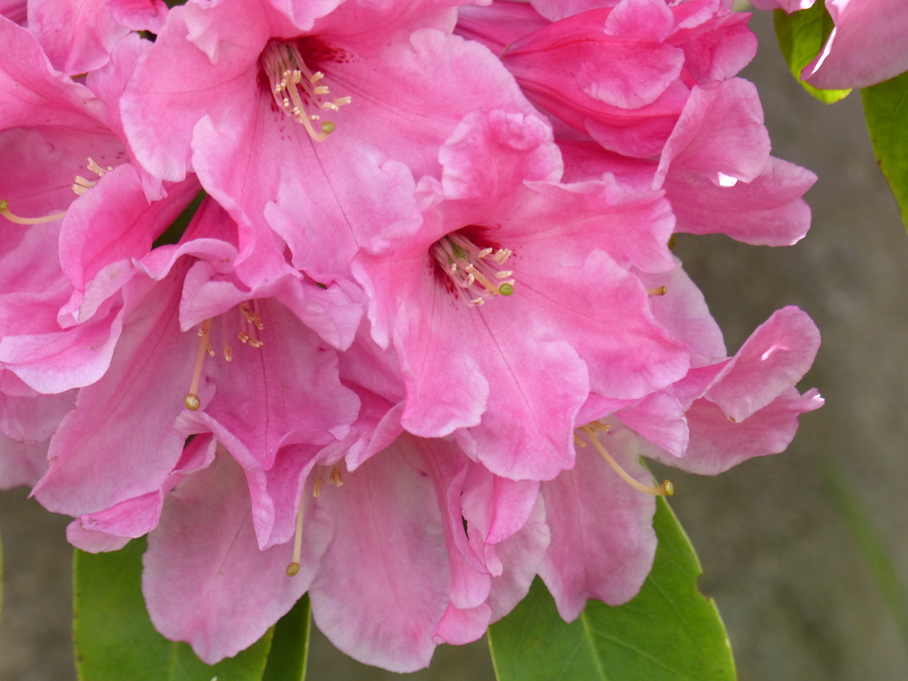石楠花
